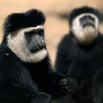 Colobus monkey, Kenya