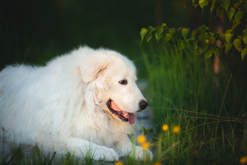 Cute maremma sheepdog. Big white fluffy dog breed maremmano abruzzese shepherd lying in the forest in summer