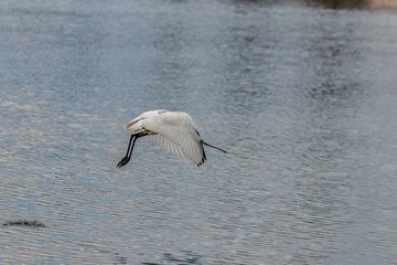 great white egret in flight