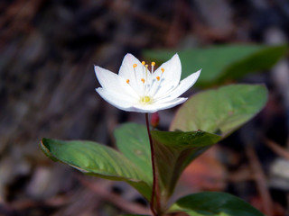 Fototapeta premium wonderful flower