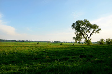 tree in the fieldslackness  pasture camping relaxation relaxationess