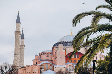 Cloudy weather in Istanbul. View of the Hagia Sophia through the leaves of palm trees. Ancient architecture of Hagia Sophia. Istanbul, Turkey. Palm tree on the Sultanahmet garden