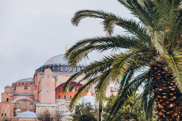 Fototapeta na wymiar Cloudy weather in Istanbul. View of the Hagia Sophia through the leaves of palm trees. Ancient architecture of Hagia Sophia. Istanbul, Turkey. Palm tree on the Sultanahmet garden
