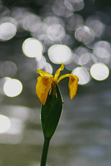 Lirio y gotas de luz