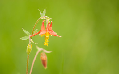 Spring Bloom - Aquilegia formosa