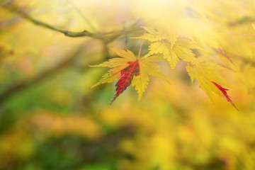 Momiji in The Autumn