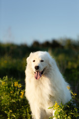 Cute maremma sheepdog. Big white fluffy dog breed maremmano abruzzese shepherd sitting in the field at sunset