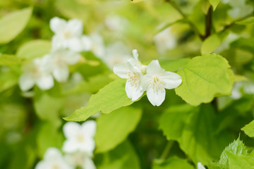  White tender jasmine flowers on a bush