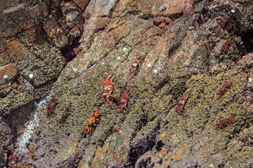 group of crabs on the cliffs of islas ballestas, peru