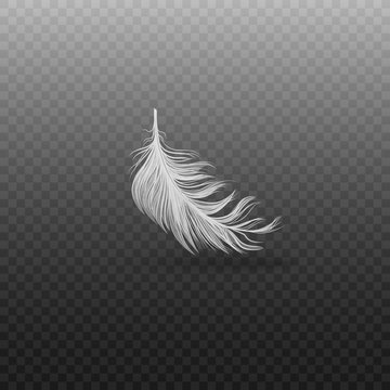 Falling and soft realistic white bird feather with fluff on a transparent background.