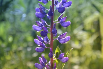 beautiful plant in the light of the day on a green background