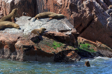 sea lions on paracas islands in peru