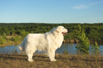 Obraz premium Cute maremma sheepdog. Big white fluffy dog breed maremmano abruzzese dog standing in the forest in front of the pond.