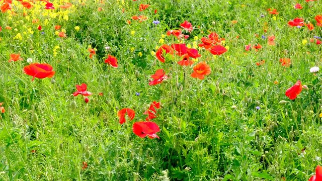Poppy flowers in a field of wildflowers gently shaking in the wind during a beautiful springtime day.