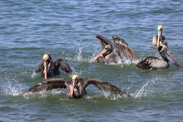 big group of peruvian pelicans in a harbor, peru
