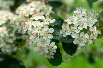 Blossom of black rowanberry at spring length of time
