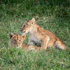 Fototapeta na wymiar Two lion cubs in the Masai Mara