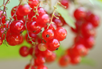 Red currant