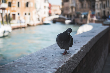 pigeon