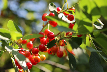 Red sour cherries on a tree