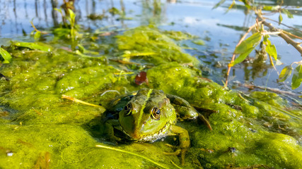water beautiful frog flower nature green lotus princess frog wallpaper