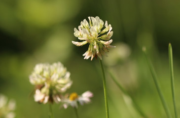 White clover flower