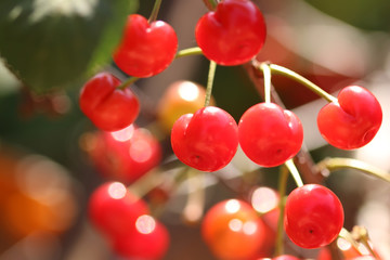 Red sour cherries on a tree