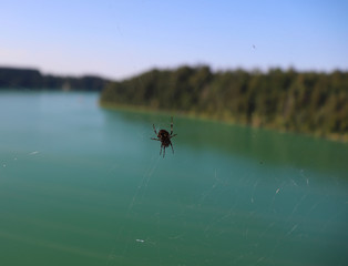 Spider and web in front of river and trees