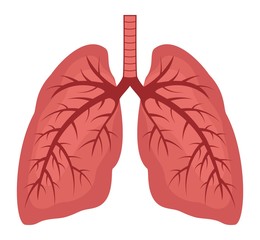 vector human lungs flat icon