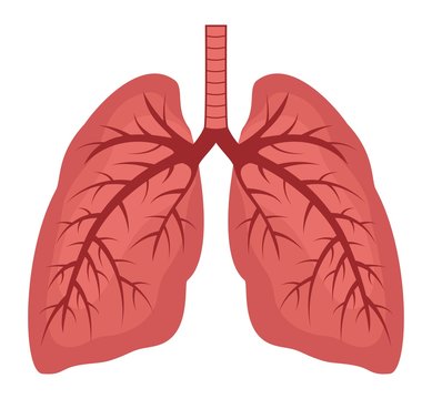 vector human lungs flat icon