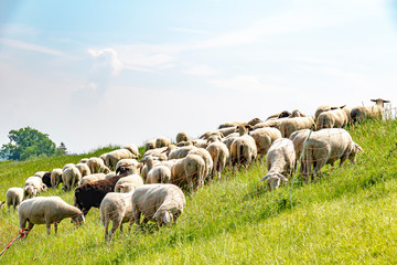 A flock of sheep grazing on a dike on the river Elbe. The animals are used to maintain the dike...