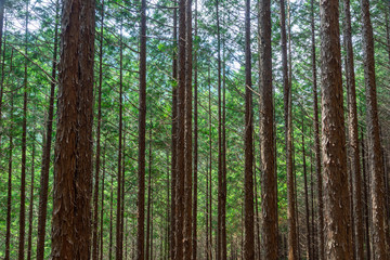 Obraz premium 木曽ヒノキ