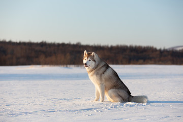 dog in snow