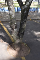 Árvore em vaga de estacionamento