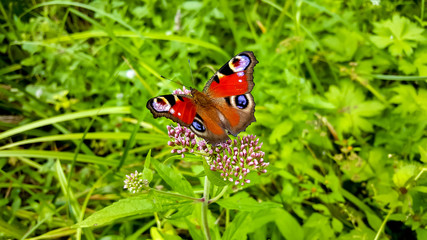  butterfly wildlife grass green beautifu macro summer grass wallpaper