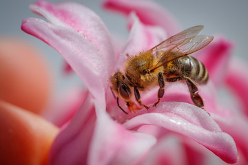 Bee on a pink flower collecting pollen and gathering nectar to produce honey in the hive