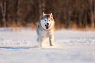 Crazy, happy and cute beige and white dog breed siberian husky running fast on the snow in the winter field.