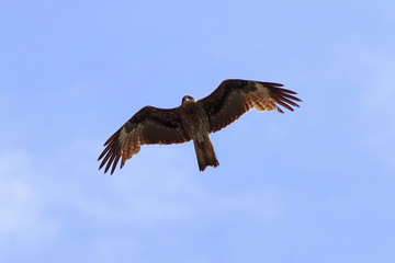 Milvus migrans. Black kite against the sky on the Yamal Peninsula