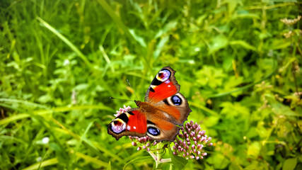  butterfly wildlife grass green beautifu macro summer grass wallpaper