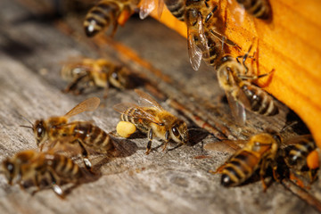 Honey bees with pollen trying to enter the hive on a landing board