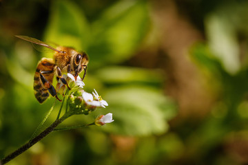 Bee on a white flower collecting pollen and gathering nectar to produce honey in the hive