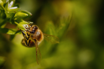 Bee on a white flower collecting pollen and gathering nectar to produce honey in the hive