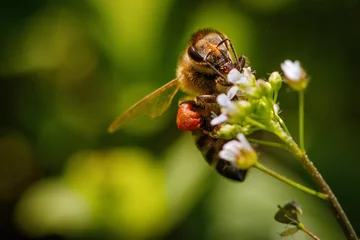 Fotobehang Bee on a white flower collecting pollen and gathering nectar to produce honey in the hive © photografiero