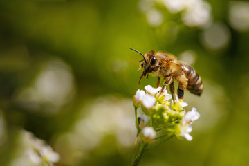 Bee on a white flower collecting pollen and gathering nectar to produce honey in the hive