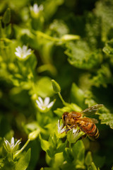 Bee on a white flower collecting pollen and gathering nectar to produce honey in the hive