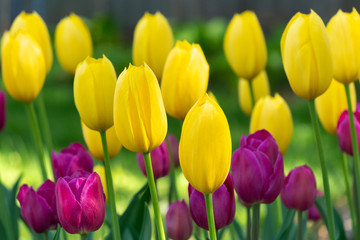 Obraz premium Sunlit Tulip Garden in Morning Light