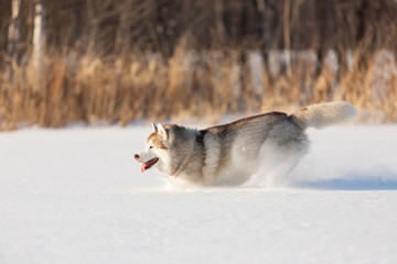 dog in snow