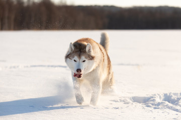 Fototapeta na wymiar Beautiful, happy and funny dog breed siberian husky with tonque out jumping and running on the snow in the winter field.