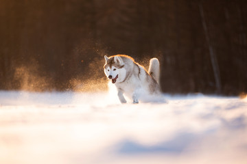 Crazy, happy and cute beige and white dog breed siberian husky running on the snow in the winter field at golden sunset