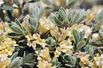 Fototapeta premium Thymelaea tartonraira ssp. argentea, Crete